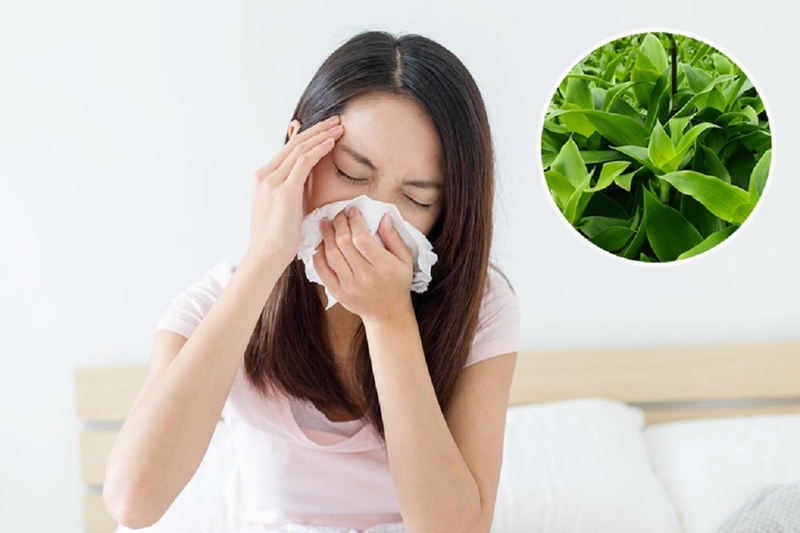 Chữa viêm xoang bằng cây lược vàng và những lưu ý khi sử dụng cây lược vàng 1