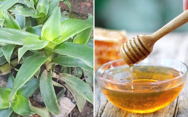 Chữa viêm xoang bằng cây lược vàng và những lưu ý khi sử dụng cây lược vàng 3