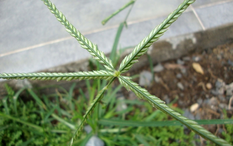 Cỏ mần trầu là cây gì? Dùng cỏ mần trầu tắm cho trẻ có tốt không? 1