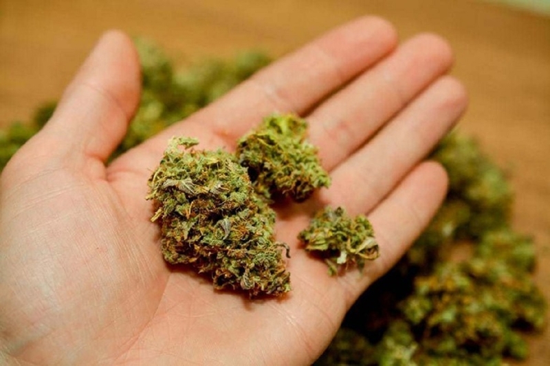 Cây cỏ mỹ là gì? Những thông tin cần thiết về cỏ mỹ bạn nên biết