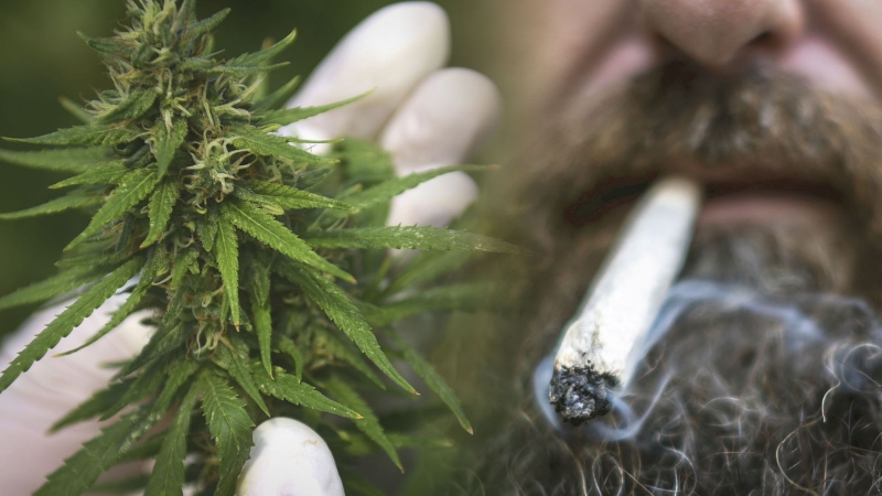 Cây cỏ mỹ là gì? Những thông tin cần thiết về cỏ mỹ bạn nên biết 2