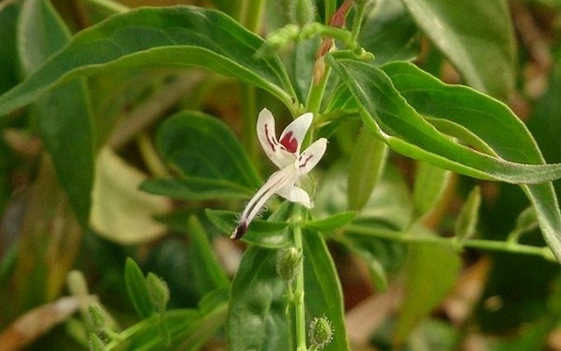 Có thể dùng cây xà cừ trị vảy nến? 3.png