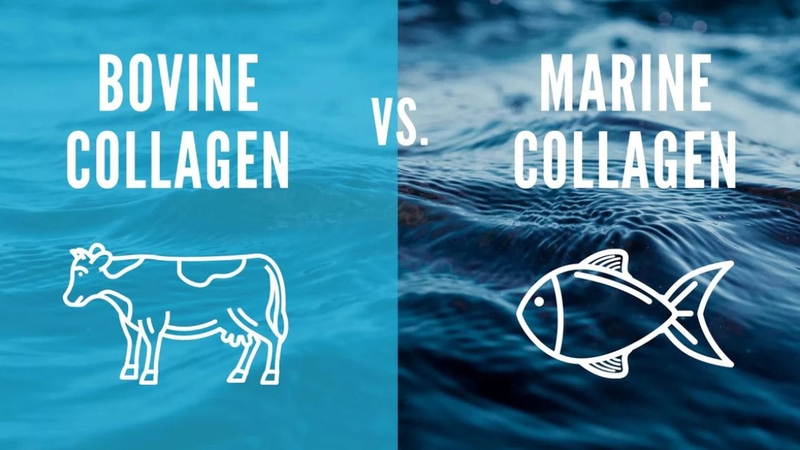 Collagen từ cá so với collagen từ bò có thành phần và đặc điểm riêng