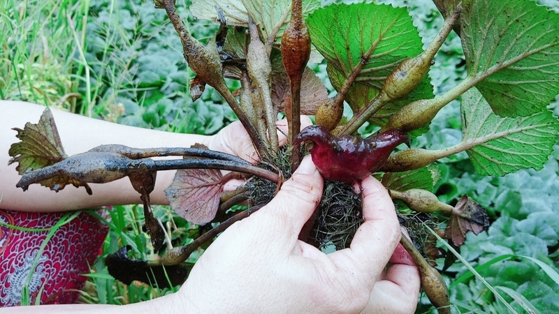 cay-thuoc-nam-giup-sang-mat-3