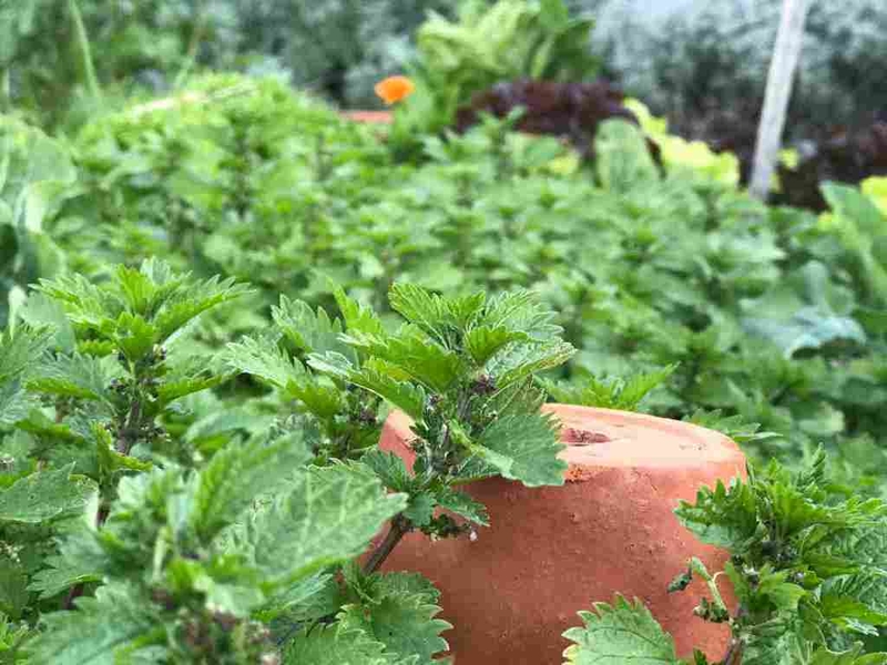 Củ gai chữa dọa sảy thai có hiệu quả không? 2