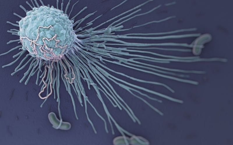 Đại thực bào là gì? Hội chứng hoạt hoá ở đại thực bào có nguy hiểm không? 1