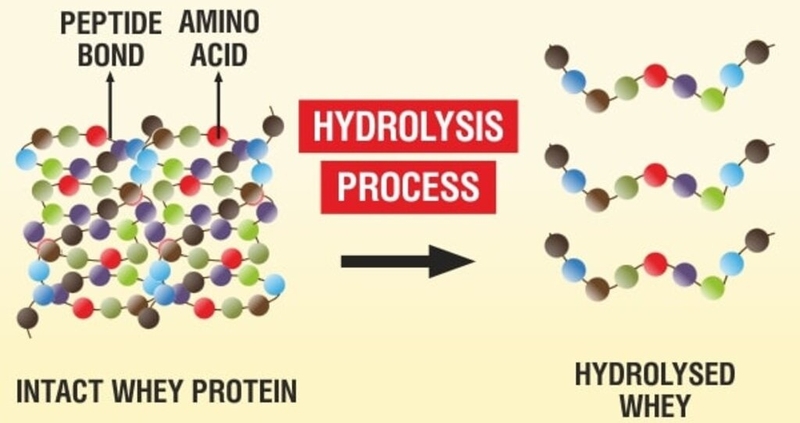 Đạm thủy phân và những lợi ích đối với sức khỏe mà bạn cần biết 3