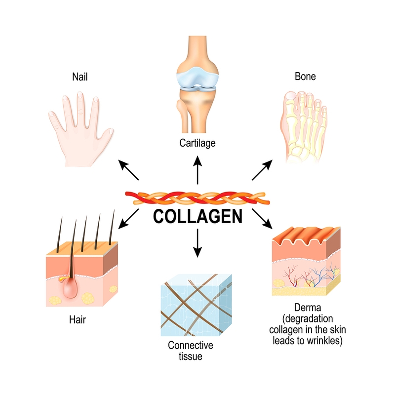 Đi tìm lời giải cho thắc mắc "Uống collagen có mập không?" 1