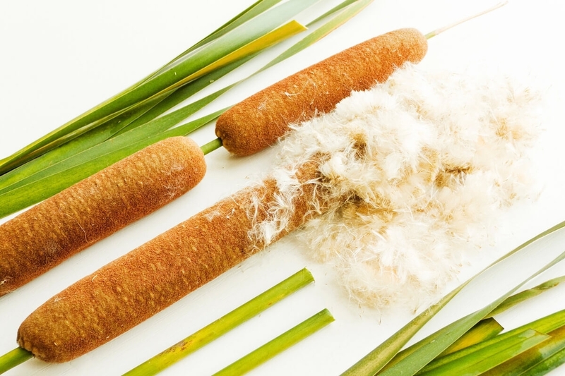 Điểm danh một số cây thuốc nam chữa bệnh tim mạch không phải ai cũng biết 4