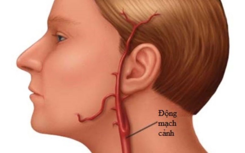 Động mạch cổ nằm ở vị trí nào? Chức năng và vai trò trong lâm sàng 1