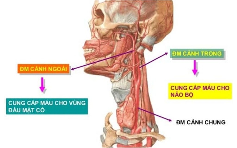 Động mạch cổ nằm ở vị trí nào? Chức năng và vai trò trong lâm sàng 2