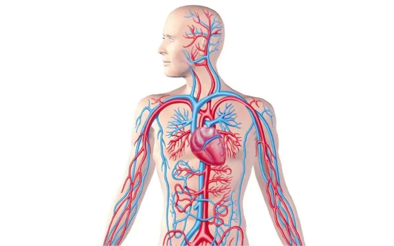 Động mạch đầu mặt cổ nằm ở đâu? Chức năng và vai trò trong y học 1