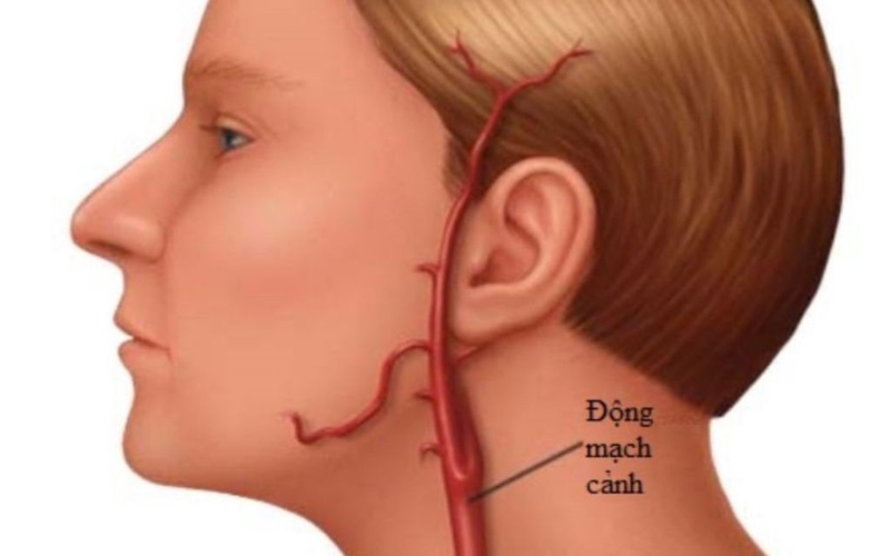 Động mạch đầu mặt cổ nằm ở đâu? Chức năng và vai trò trong y học 3