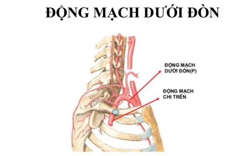 Động mạch đầu mặt cổ nằm ở đâu? Chức năng và vai trò trong y học 4