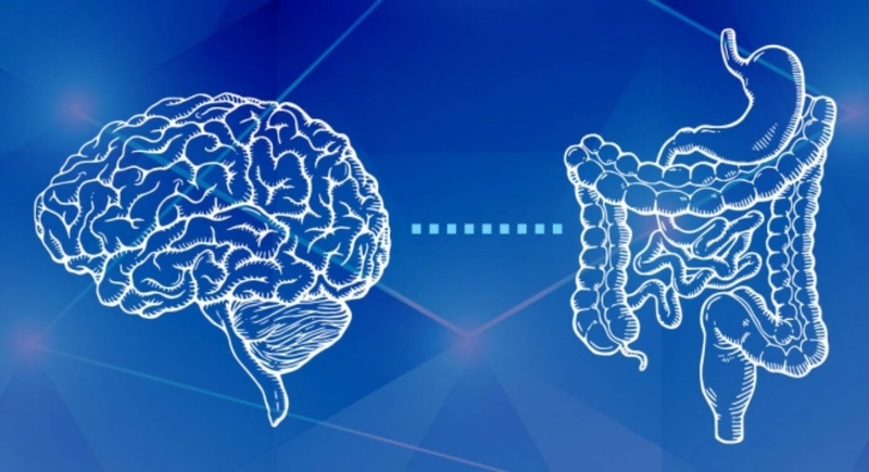 Đường ruột điều phối các chất dẫn truyền thần kinh, hormone và xung điện đến não và ngược lại 1