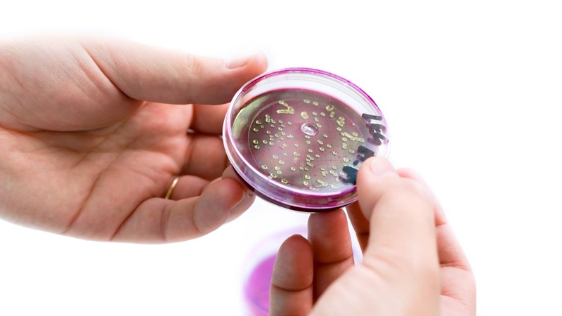 Loại vi khuẩn này sẽ không gây hại nếu tồn tại ở mức độ cân bằng