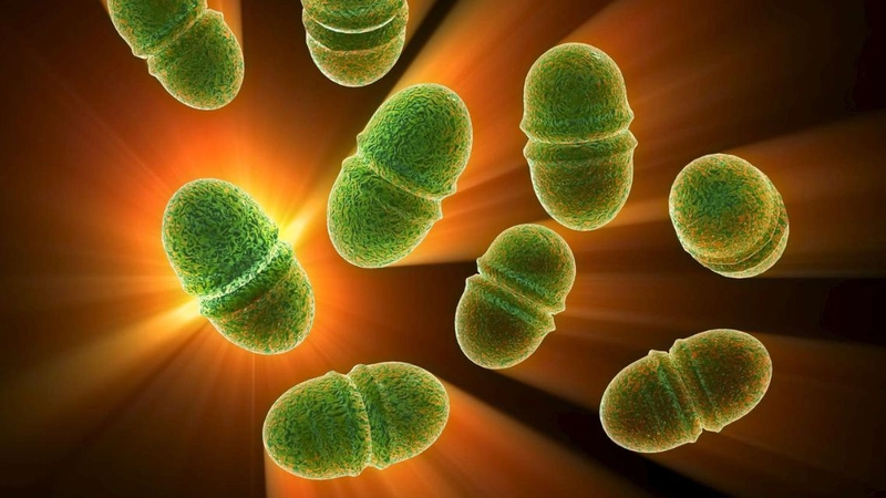 Enterococcus Faecalis là loại vi khuẩn vừa có lợi, vừa có hại