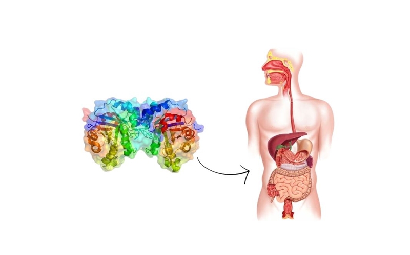 Enzyme protease là gì? Enzyme protease có tác dụng gì 1
