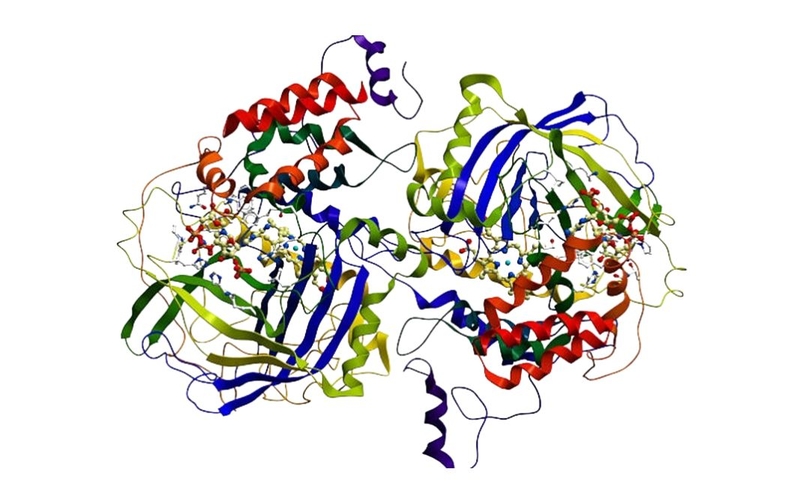 Enzyme protease là gì? Enzyme protease có tác dụng gì 3
