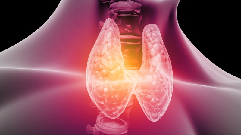 Eo tuyến giáp là gì Đóng vai trò gì đối với sức khỏe con người 1