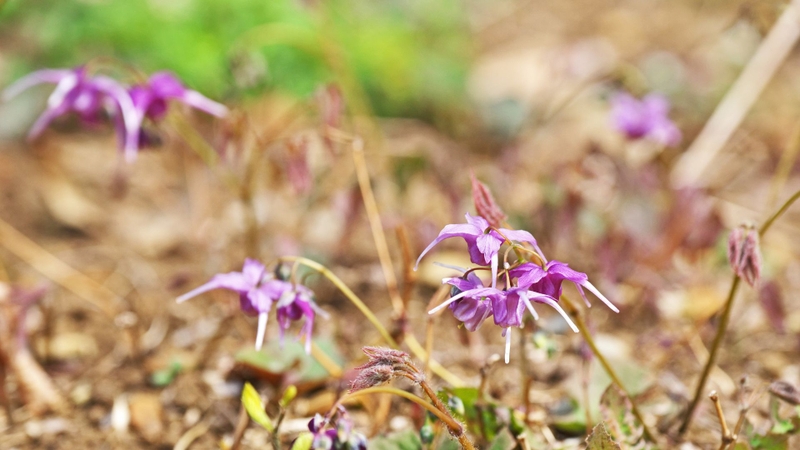 Epimedium grandiflorum Top là chiết xuất từ ngọn và lá non của cây Epimedium grandiflorum