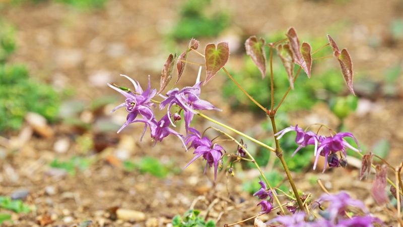 Epimedium grandiflorum Top được sản xuất theo quy trình chuẩn để tối ưu flavonoid và icariin