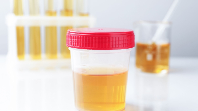 Các chất chuyển hóa của Estradiol được thải trừ chủ yếu qua thận dưới dạng nước tiểu