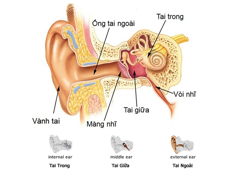 Giải đáp hàng vạn câu hỏi vì sao về: Nhọt ống tai ngoài 1