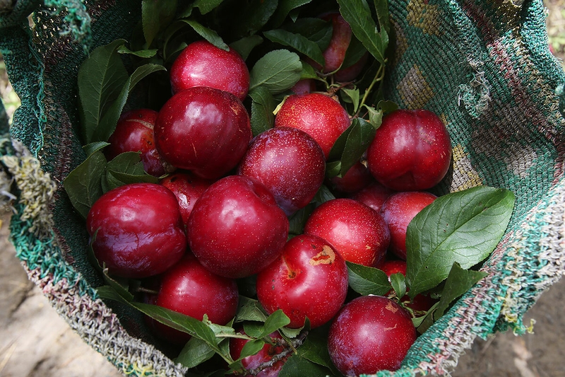 Giải đáp thắc mắc: Bầu 3 tháng đầu ăn mận được không? Những điều mẹ cần lưu ý 2