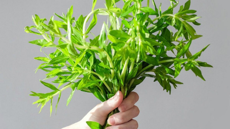 Giải đáp thắc mắc: Bà bầu ăn rau ngổ được không và những điều cần lưu ý 1