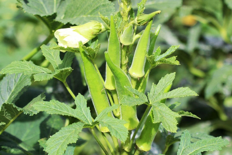 Giải đáp thắc mắc: Sau sinh ăn đậu bắp được không? Lưu ý khi sử dụng đậu bắp 1