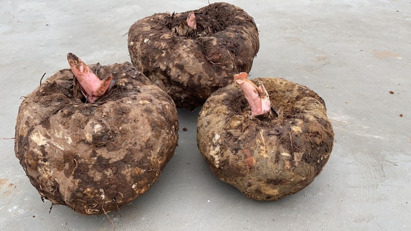 Glucomannan là gì? Công dụng và cách dùng hiệu quả 1