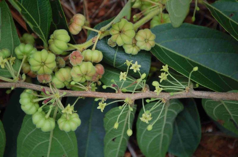 Gợi ý một số cây thuốc nam chữa viêm cầu thận 3.jpg