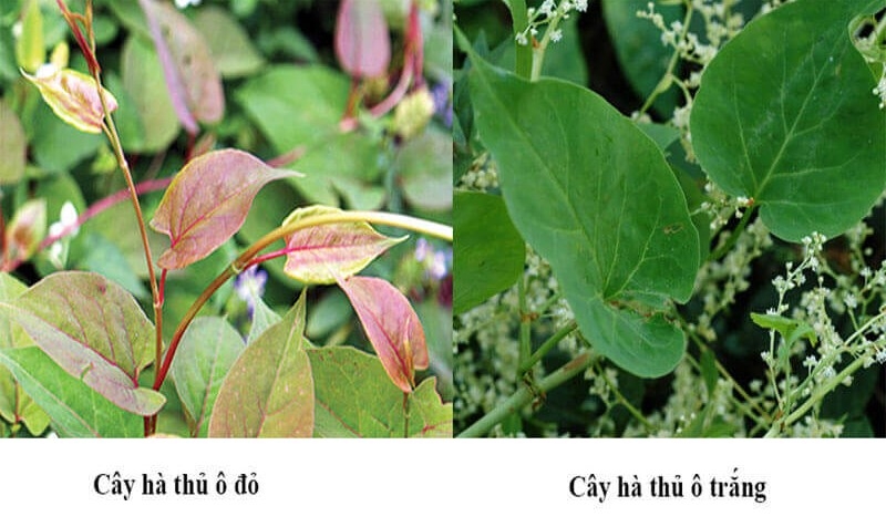 Hà thủ ô có tác dụng gì? Đây có phải là "thần dược" tốt cho sức khỏe không 2