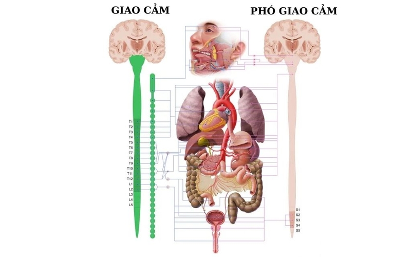 Hệ thần kinh giao cảm có vai trò gì? Cấu trúc và ý nghĩa lâm sàng trong hệ cơ quan 1