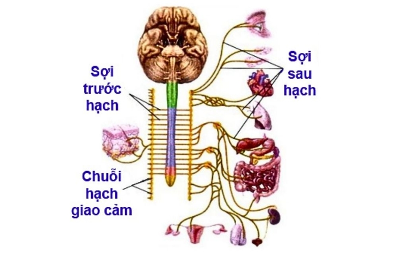 Hệ thần kinh giao cảm có vai trò gì? Cấu trúc và ý nghĩa lâm sàng trong hệ cơ quan 2