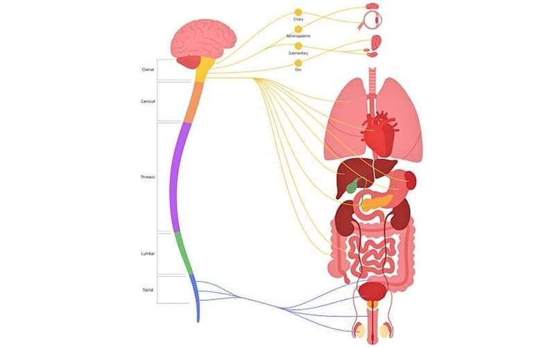 Hệ thần kinh giao cảm có vai trò gì? Cấu trúc và ý nghĩa lâm sàng trong hệ cơ quan 3