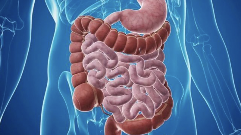 hieu-ro-ve-phan-xa-da-day-ruot-va-cach-bao-ve-suc-khoe 1