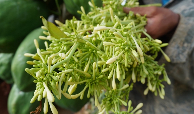 Hoa đu đủ đực chữa viêm phế quản được không? Những lưu ý khi sử dụng hoa đu đủ đực 3