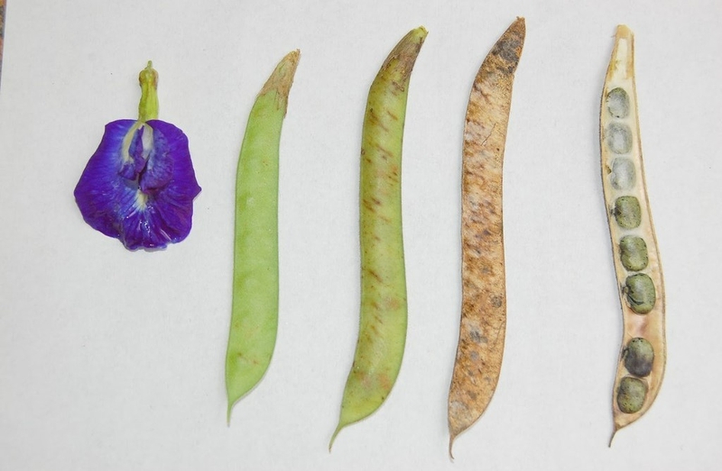 Quả đậu biếc có tác dụng gì cho sức khỏe? 1