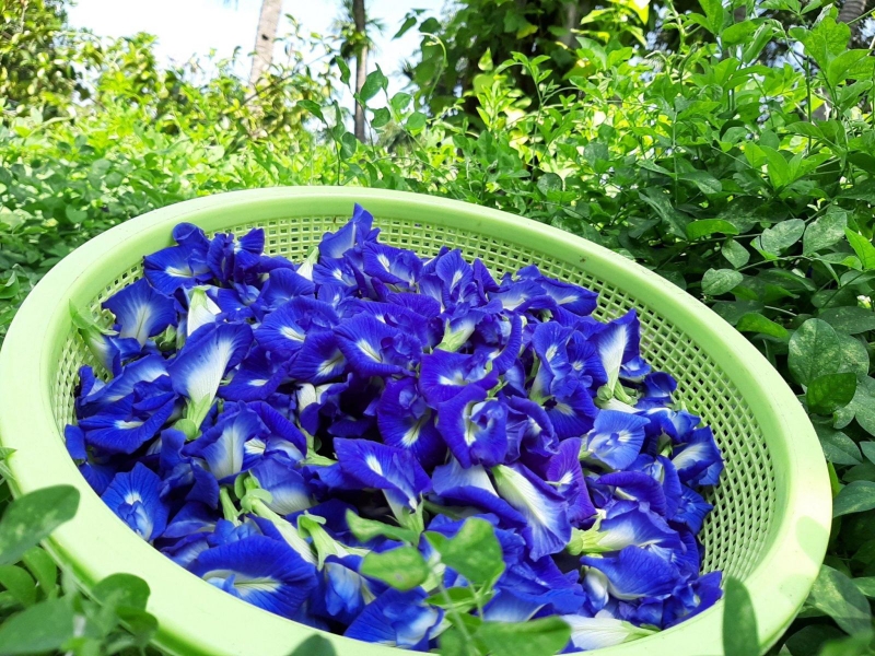 Quả đậu biếc có tác dụng gì cho sức khỏe? 2