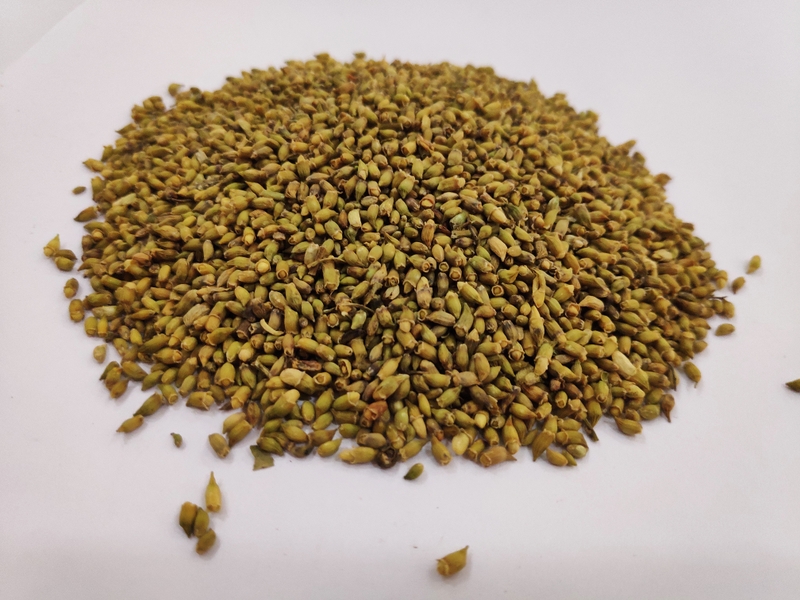 Huyết áp thấp có uống được hoa hòe không? 1