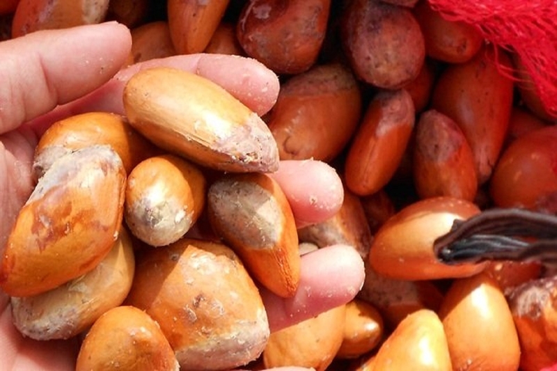 Hột sầu riêng có ăn được không? Ăn hột sầu riêng có tác dụng gì? 3