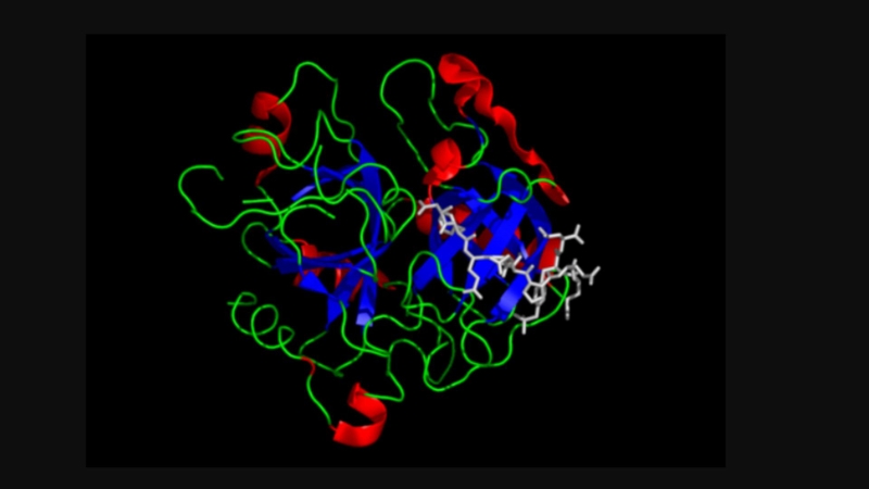 Mô hình mô tả công thức của Human Thrombin