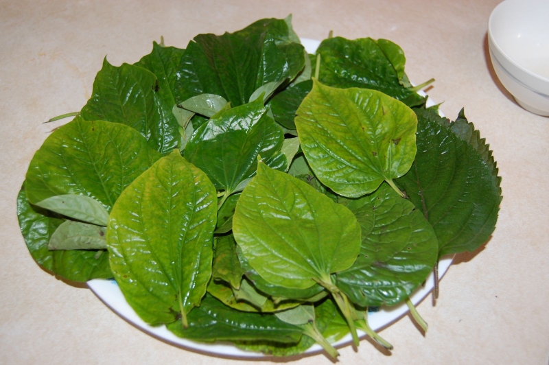 Cách chữa sâu răng bằng lá lốt: ngậm và súc miệng bằng nước lá lốt