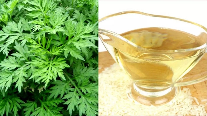 Hướng dẫn chữa đau thần kinh tọa bằng ngải cứu từ A tới Z hiệu quả và an toàn 5