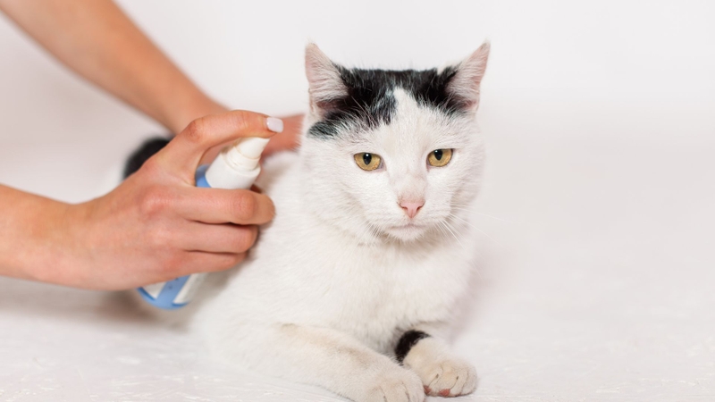 Sau khi thú cưng ra ngoài, xịt HOCl lên chân hoặc lông để diệt vi khuẩn và giảm mùi hôi