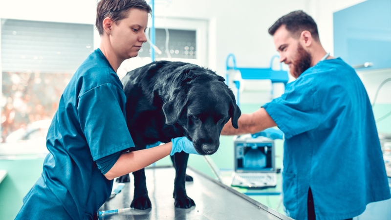 Imidacloprid còn dùng trong chế phẩm thú y ngoài da để trị bọ chét ở chó mèo