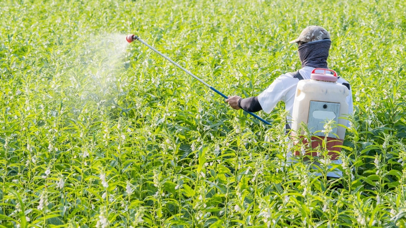 Imidacloprid được dùng phổ biến trong nông nghiệp như thuốc trừ sâu lưu dẫn, giúp kiểm soát nhiều loại côn trùng gây hại