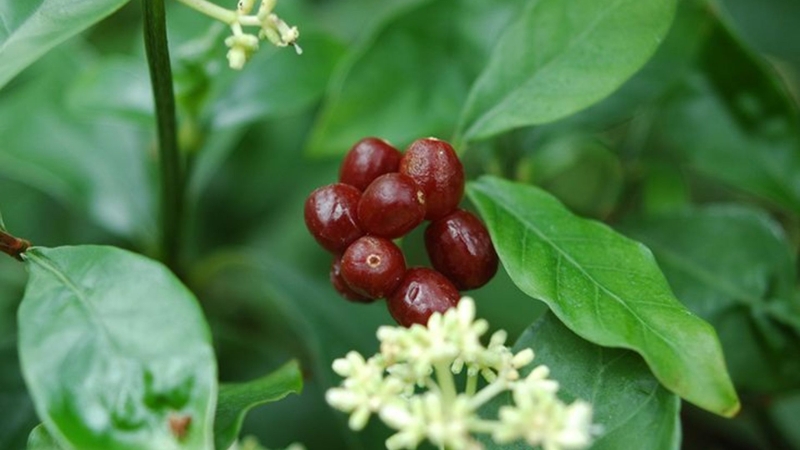 Cây Ipeca là loài thảo dược lâu năm, thường cao từ 20 đến 40 cm và giữ màu xanh tươi quanh năm